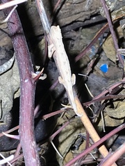 Rieppeleon kerstenii