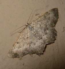 Gnophini