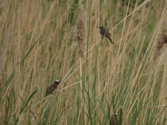 Pycnonotus sinensis formosae