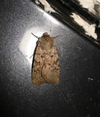 Epipsilia grisescens