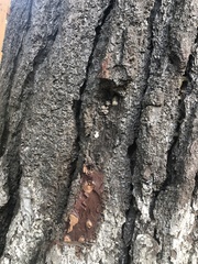 Phytophthora ramorum