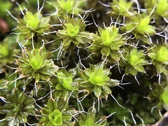 Syntrichia montana