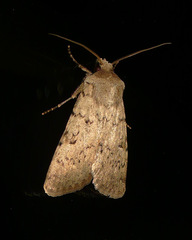 Epipsilia grisescens