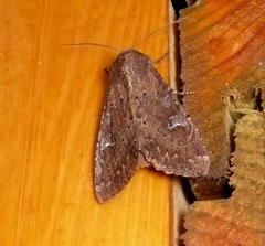 Apamea lateritia