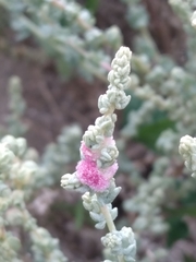 Atriplex julacea