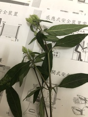 Lepidagathis formosensis