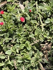 Mesembryanthemum cordifolium