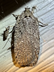 Agonopterix clemensella