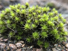 Syntrichia montana