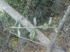 Brachylaena rotundata