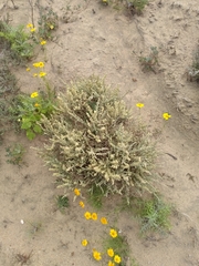 Atriplex julacea