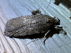 Agonopterix clemensella