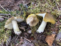 Tricholoma subsejunctum