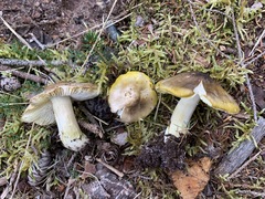 Tricholoma subsejunctum