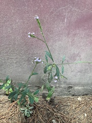 Verbena