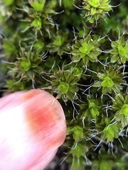 Syntrichia montana