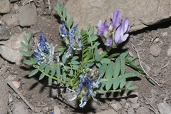 Astragalus agrestis