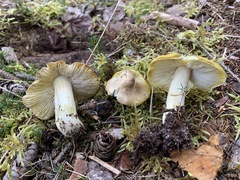 Tricholoma subsejunctum