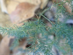 Asparagus macowanii