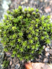 Syntrichia montana