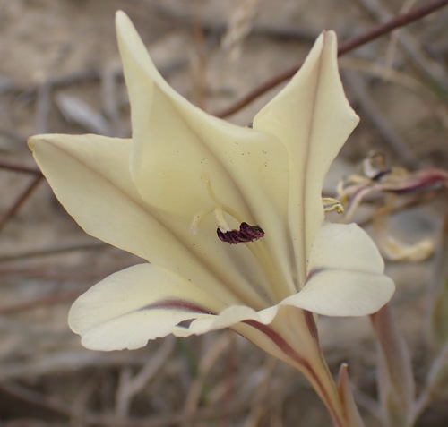 Image of Gladiolus floribundus by (c) Nicola van Berkel, some rights reserved (CC BY-SA)