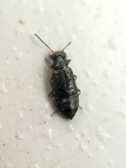 Coryphium angusticolle