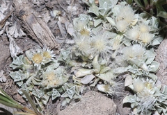 Antennaria rosulata