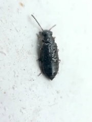 Coryphium angusticolle