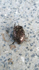 Protaetia orientalis sakaii