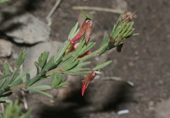 Acmispon utahensis