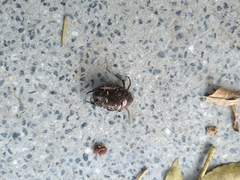 Protaetia orientalis sakaii