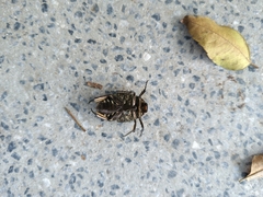 Protaetia orientalis sakaii