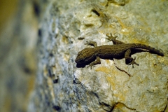 Tarentola neglecta