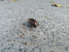 Protaetia orientalis sakaii