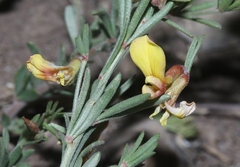 Acmispon utahensis