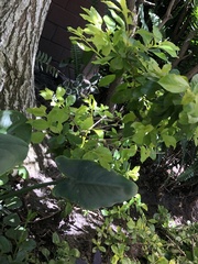 Xanthosoma robustum