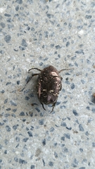 Protaetia orientalis sakaii