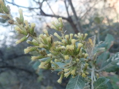 Tarchonanthus trilobus