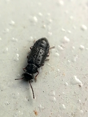 Coryphium angusticolle
