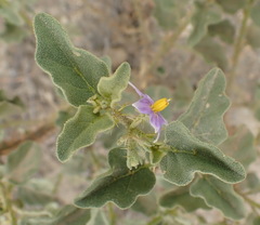 Solanum tomentosum