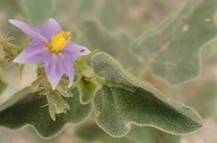 Solanum tomentosum