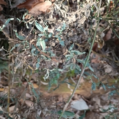 Genista tridentata