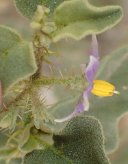 Solanum tomentosum