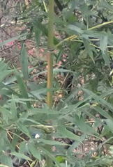 Phyllostachys aureosulcata