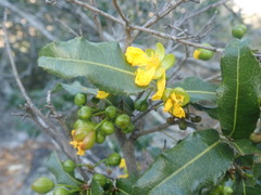 Ochna natalitia