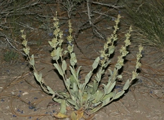 Penstemon pachyphyllus