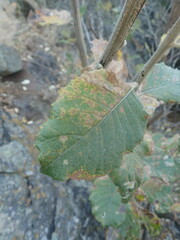 Tarchonanthus trilobus