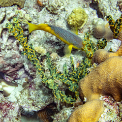 Parazoanthus swiftii
