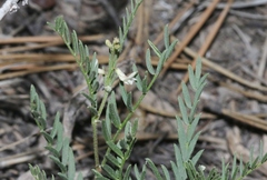 Astragalus tenellus