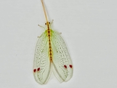 Norfolius howensis